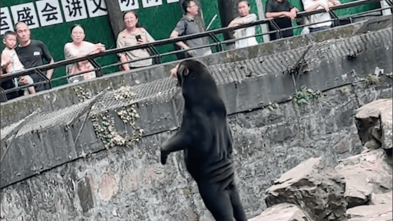 Los osos malayos son más pequeños que otros osos y se ven diferentes.