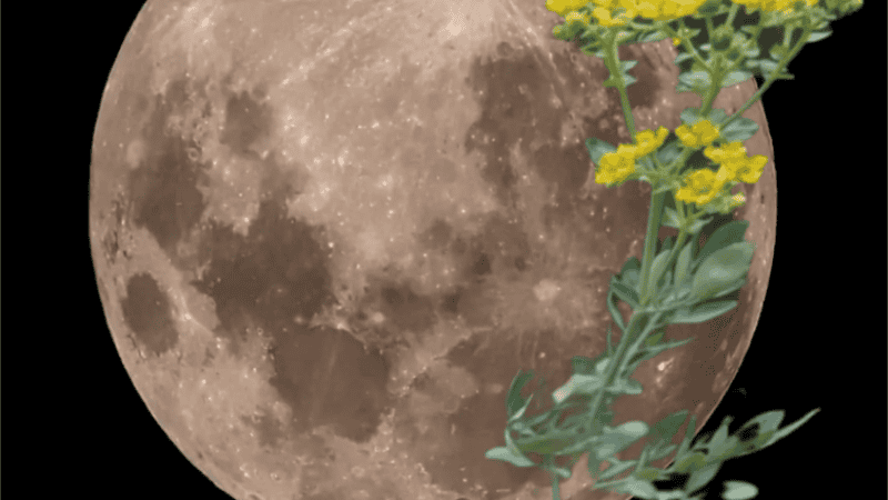 Este primero de agosto se podrá ver la luna más grande del 2023.