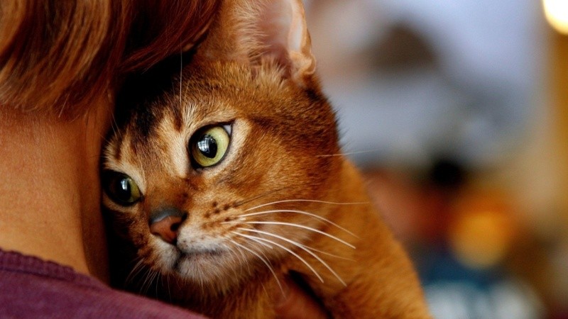 Según Ecology Global Network, hay alrededor de 600 millones de gatos en el mundo.