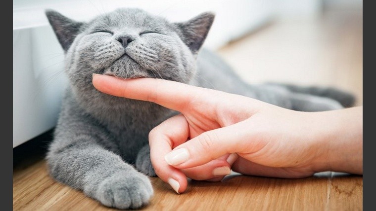 Elon Musk apunta a un nuevo mercado: cuál es el producto 