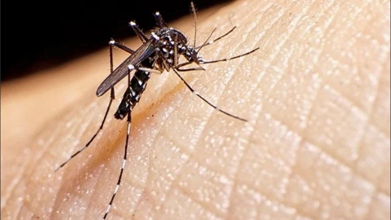 El Aedes aegypti es el mosquito transmisor del virus del Dengue.