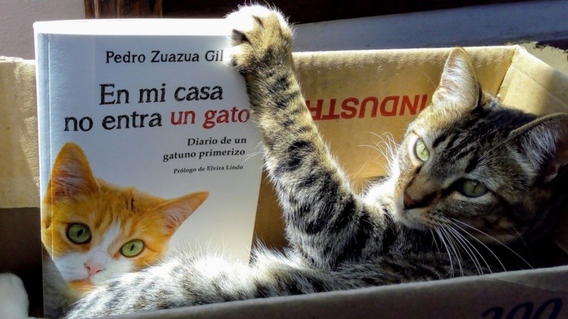 Los gatos tienen tres días de festejo y hoy es uno de ellos.
