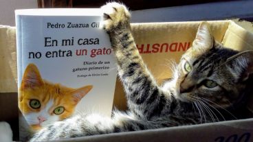 Los gatos tienen tres días de festejo y hoy es uno de ellos.