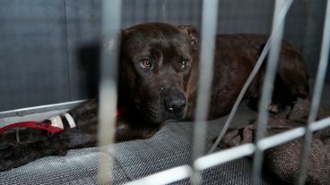 Cossia dijo que el perro no tuvo ninguna actitud violenta durante su internación.