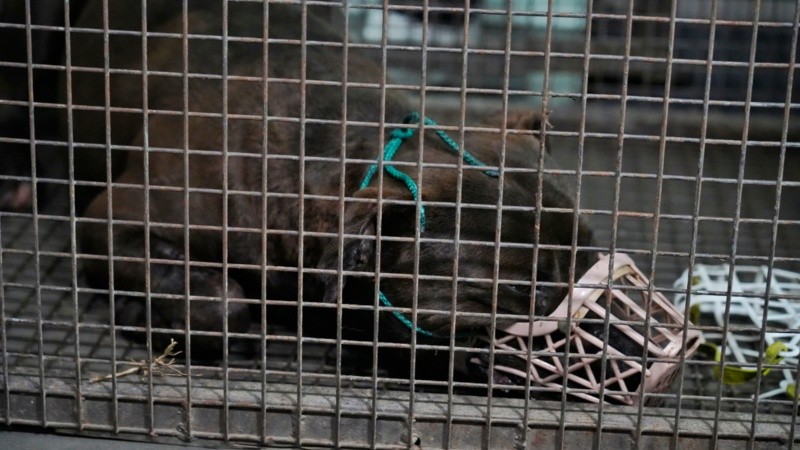 El operativo de traslado del perro se realizó este miércoles al mediodía.