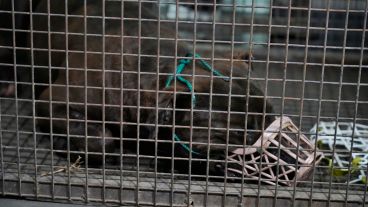 El operativo de traslado del perro se realizó este miércoles al mediodía.