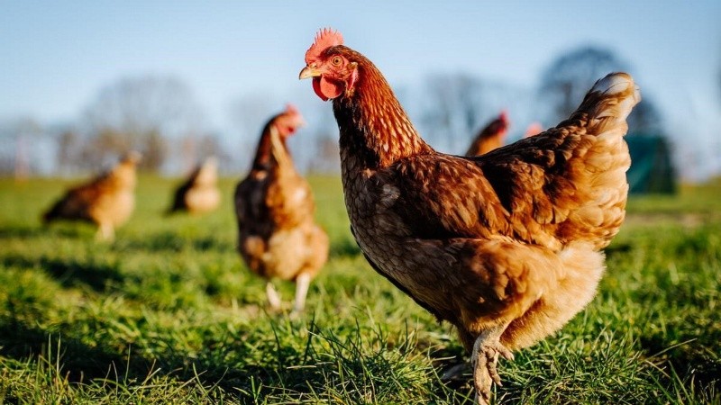 La Dirección Nacional de Sanidad Animal (DNSA) registró 558 casos desde el inicio de la epidemia.