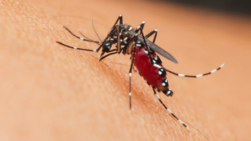 Se trata de una enfermedad diseminada por la picadura de un mosquito infectado