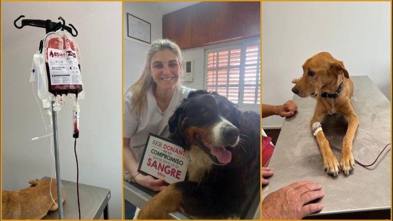 Para donar, los perros y gatos deben terner entre 1 y 8 años.
