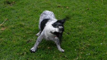 Lucy, la perra de diez años que tiene una nueva vida tras ser rescatada y cuidada por el Imusa y protectora.