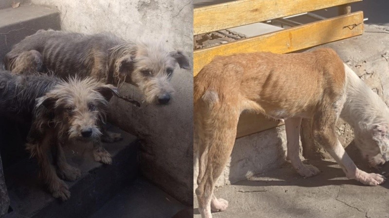 La persona a cargo de los cinco perros no se resistió.