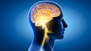 Posee un rol fundamental en la regulación del sistema nervioso autónomo