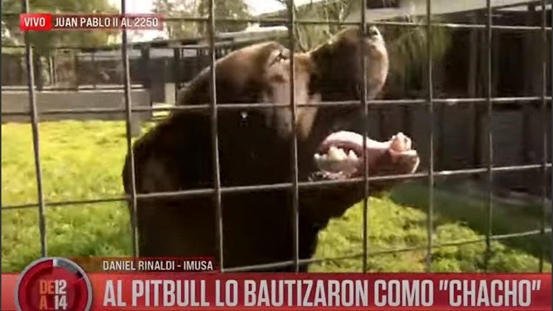 El animal está listo para ser adoptado.