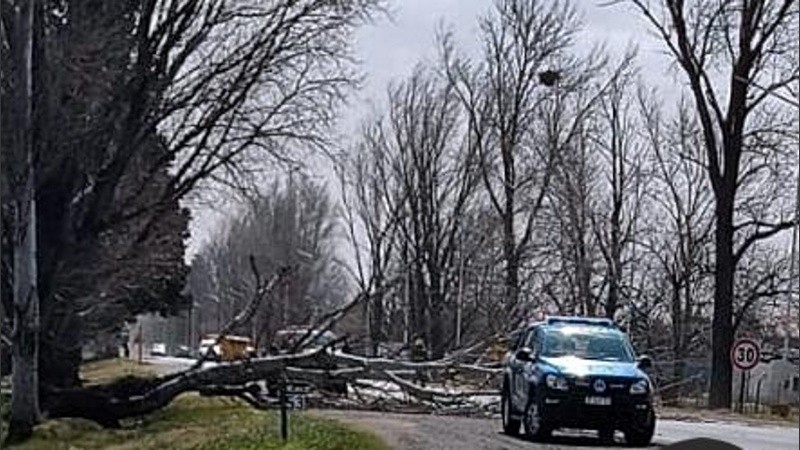 Ramas y árboles caídos sobre vehículos.