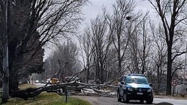 Ramas y árboles caídos sobre vehículos.