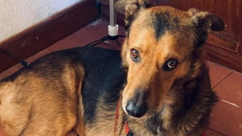 Su dueño falleció días atrás y Oso iba a viajar a Estados Unidos, lugar donde lo recibiría otro familiar. 