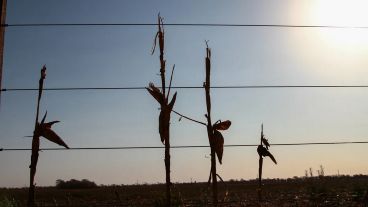 El sector de agricultura y ganadería disminuyó su nivel de actividad un 40,2% como consecuencia de la sequía.