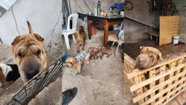 Los perros vivían en malas condiciones de higiene, indicaron los voceros del procedimiento.