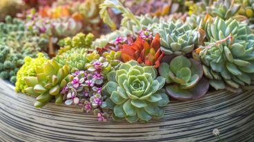 Para el ingreso de los días más cálidos del año.