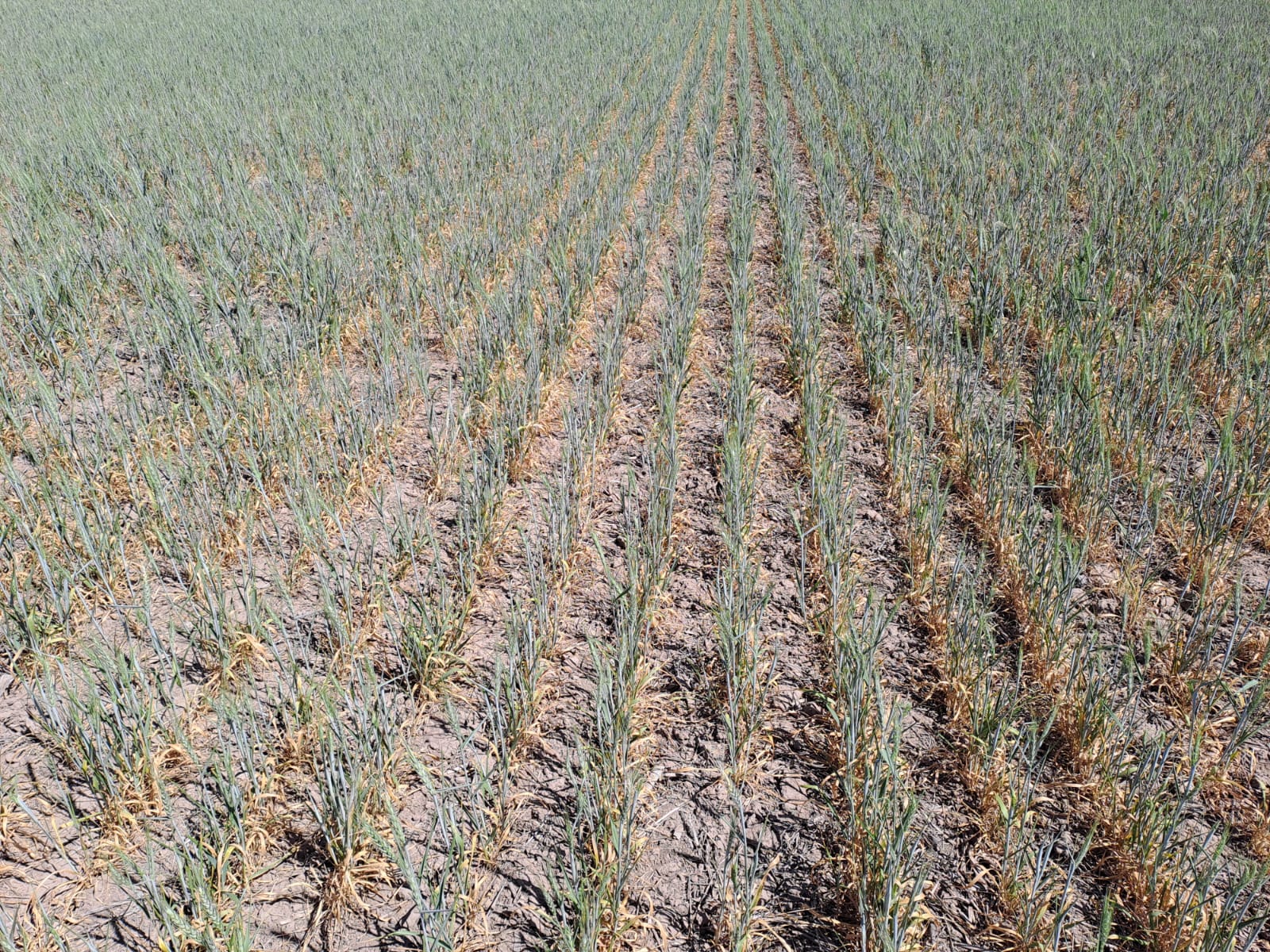 Los trigos muestran cada vez más deterioros por la falta de lluvias (Foto: @PabloVeguillas)