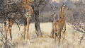 Foto: así se ve la primera jirafa sin manchas en estado salvaje en Namibia