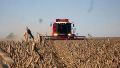 Pese a las recientes lluvias, advierten que la sequía puso en jaque las campañas del trigo y el maíz