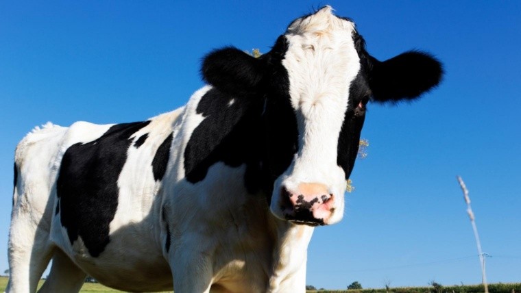 Invento argento: investigadores crean baterías de litio con pelos de vacas