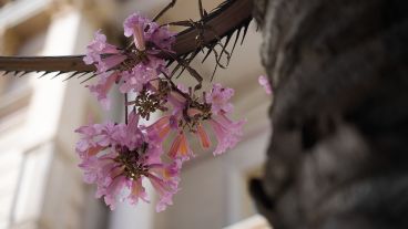 La temporada de Lapachos florecidos embellecen cada rincón de la ciudad.