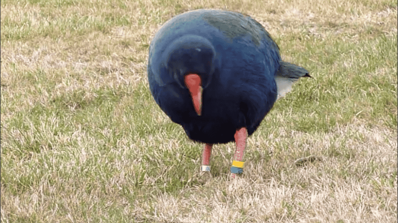 Al animal se declaró oficialmente extinto en 1898.