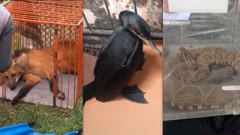 Mamíferos, aves y ofidios entre los ejemplares devueltos a sus espacios.
