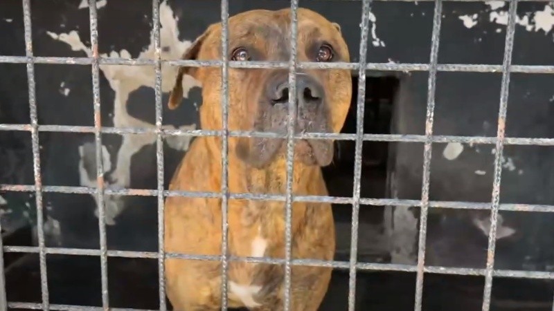 El perro quedó alojado en el Imusa.
