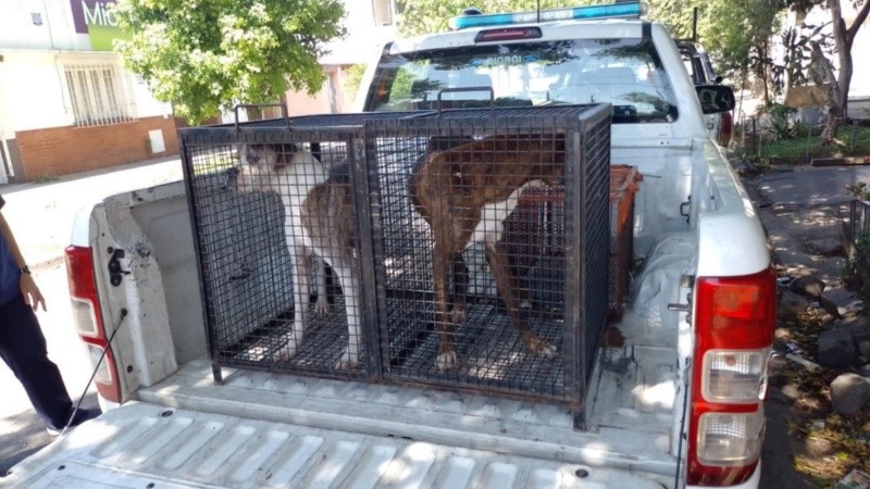 Los dos perros rescatados quedaron al cuidado del Imusa y serán puestos en adopción.
