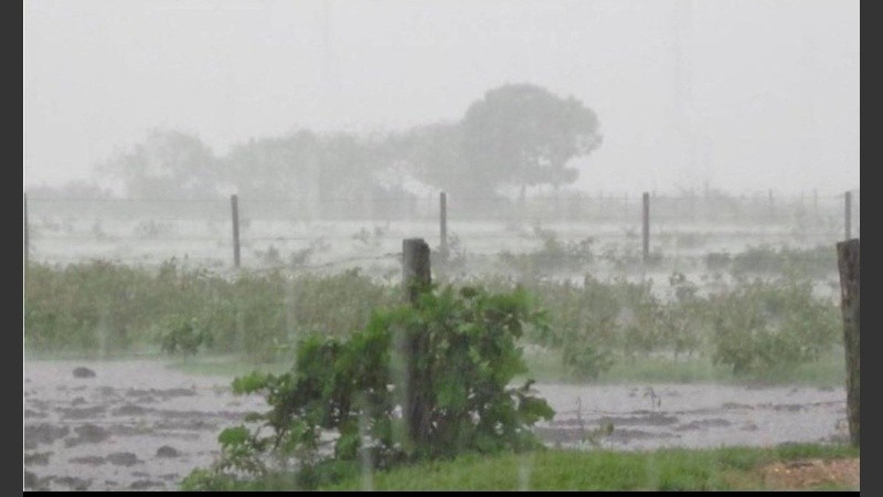 La foto es de Guillermo Allo, ingeniero agrónomo de la Facultad Ciencias Agrarias UNR