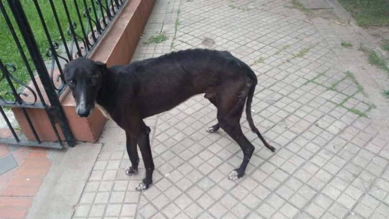 Moro, el perro buscado por la familia de Pérez.