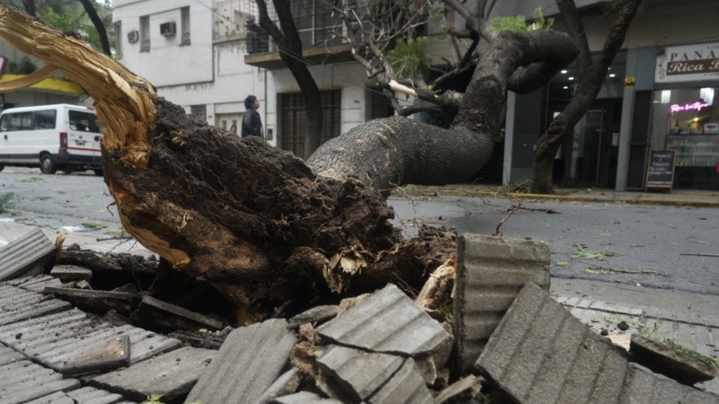 Una postal del fuerte temporal: árbol de gran porte desplomado en el centro de la ciudad.