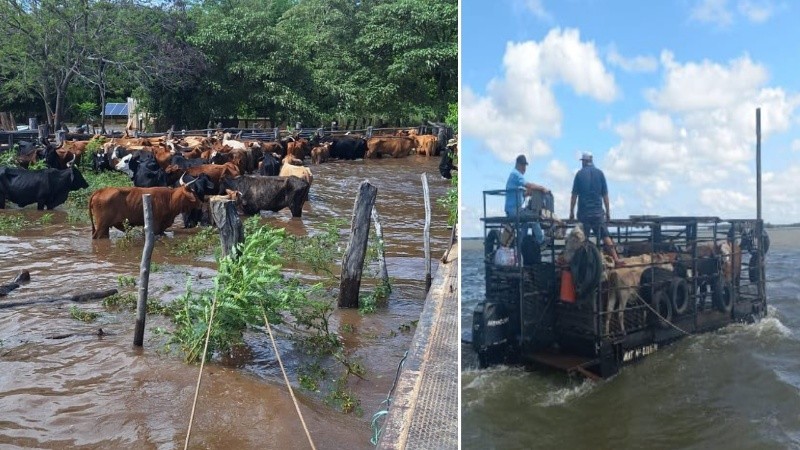 Por la inundación de los campos, muchos ganaderos tuvieron que evacuar a su ganado.