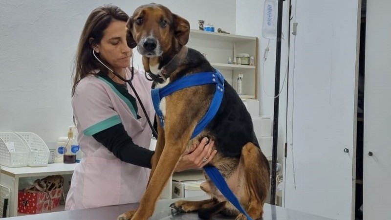 El animal ya quedó en un hogar de tránsito, a la espera de una nueva familia.