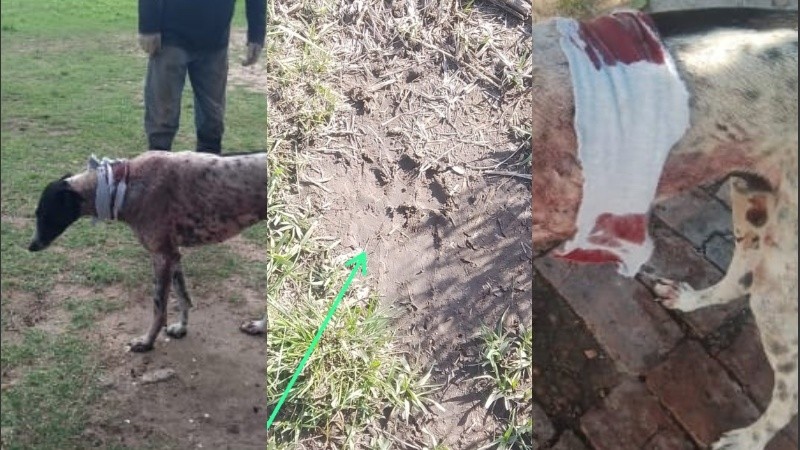 Las imágenes que envió el dueño del perro.