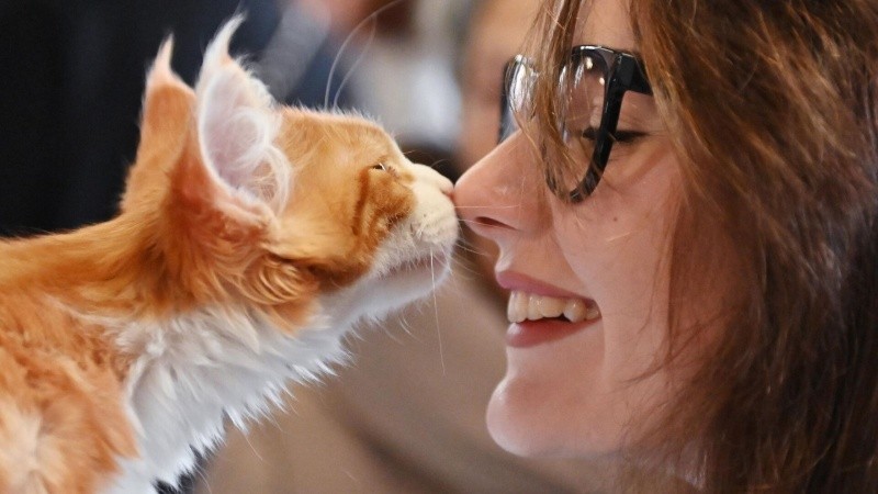 El comportamiento de los gatos sigue siendo un misterio en investigación.