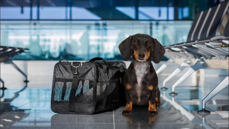 Viajes al exterior con mascotas: cómo es el nuevo sistema digital para tramitar el Certificado Veterinario