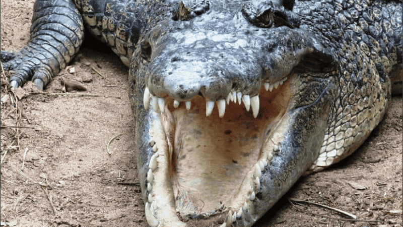 El hombre mordió al animal para salvar su vida.