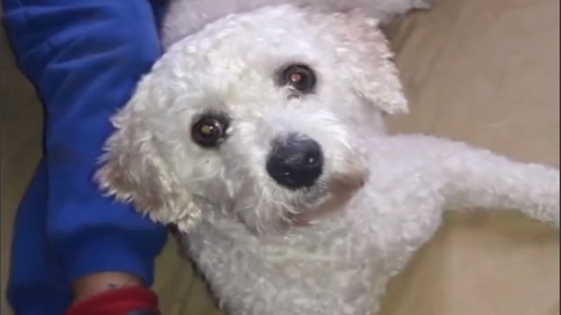 La perrita que es buscada por su familia.