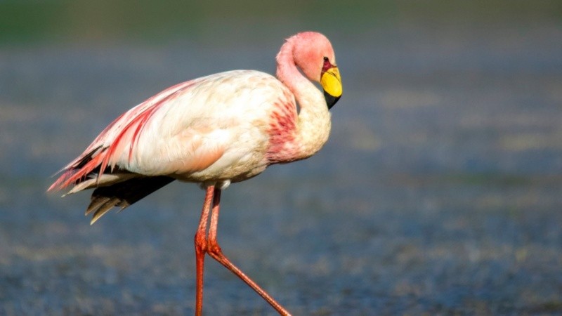 Continúa un alerta epidemiológica que impide el acercamiento a las aves de la zona.