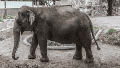 Murió el elefante "más triste del mundo" a los 49 años