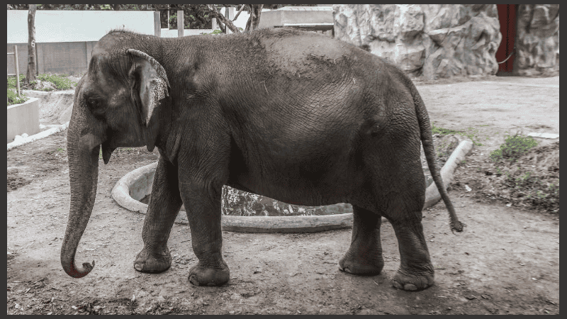 La muerte de Mali fue anunciada en un vídeo de Facebook por la alcaldesa de Manila.