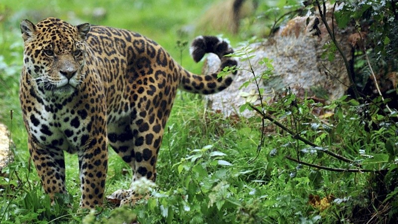 El yaguareté fue reconocido por un 35% de la población como el animal silvestre más emblemático de la fauna argentina.