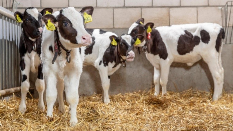 Investigadores santafesinos dan con una solución innovadora para la mastitis bovina