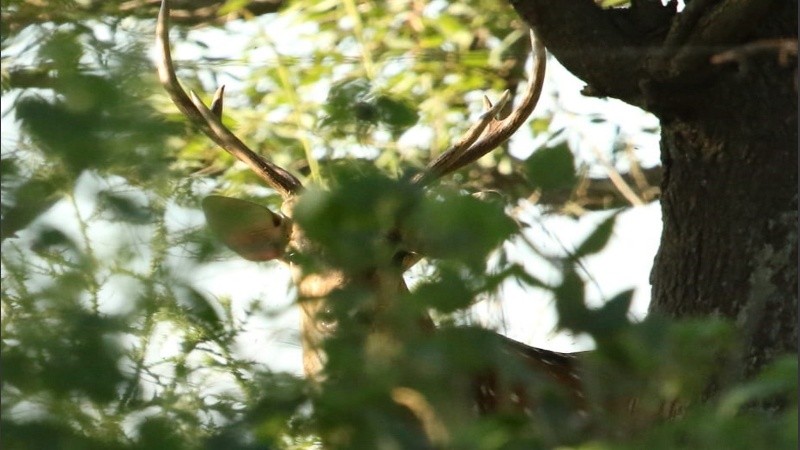 Un ciervo macho en medio de la isla entrerriana.