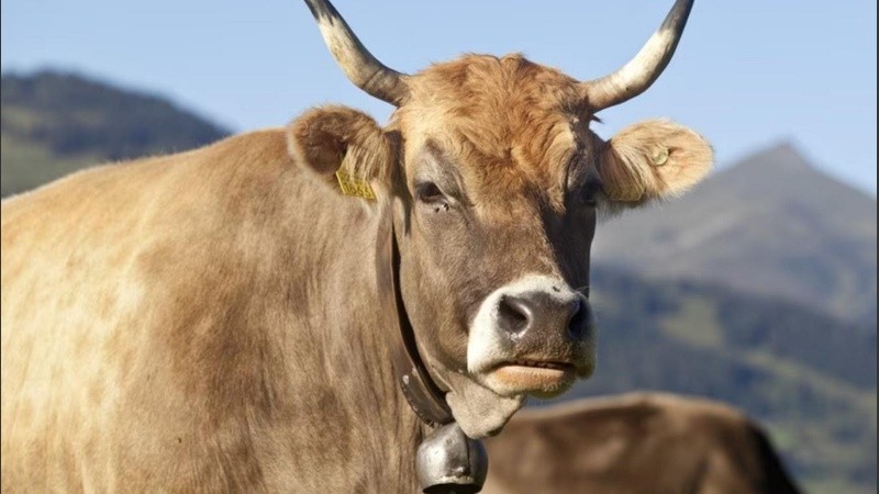 El cencerro es un elemento tradicional de la vacas en Suiza.
