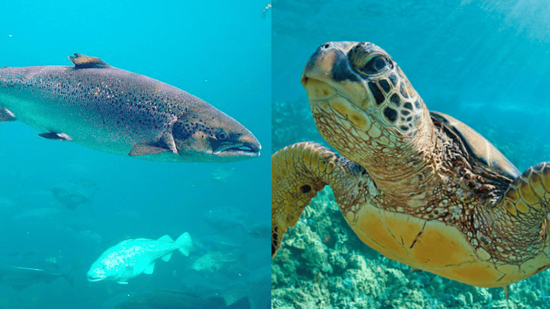 La población mundial del salmón disminuyó un 23% entre 2006 y 2020.